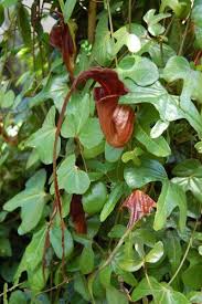 Image result for Aristolochia
