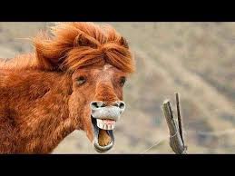 Organized by passionate conservationists and photographers, this annual contest highlights the whimsy and joys of the animal kingdom, all while underscoring the importance of. Funniest Animals Try Not To Laugh Funny Domestic And Wild Animals Life Youtube Funny Cat Photos Animals Wild Funny Animal Photos