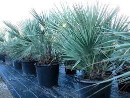 The board of trustees of the royal botanic gardens, kew. Nannorrhops Ritchiana Palmeras Y Jardines