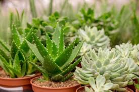 El cactus significa «guardian del hogar», pues simbolizan la seguridad y la estabilidad. Que Significa Regalar Un Cactus Segun El Feng Shui