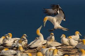 Australasian Gannet By Nzexposed Photography Funny Birds Birds Flying Photo Contest