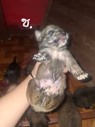 ♡♡♡ ต้องลูกสุนัขตัวนี้..♡♡♡ หากคุณกำลังมองหาลูกสุนัขที่มี "จิตประสาทดี" (Good Temperament/Sound Mind) ซึ่งหมายถึงสุนัขที่ฉลาด มั่นคง ไม่ตื่นตระหนก ลูกสุนัขที่ "ร่าเริง มั่นใจ และพร้อมเรียนรู้ ○ จิตประสาทส่งต่อผ่านทางพันธุกรรมได้เลือกซื้อจากฟาร์ม ...
