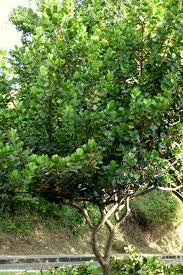 Image result for Myrsine