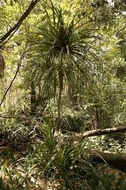 Image result for Pandanus candelabrum