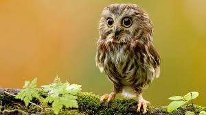 Free Owl Wallpapers Wallpaper Cave National geographic, 4k, hd wallpaper, owl, hidden, tree, masking, funny.