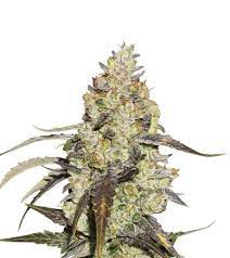 Learn effects, flavors, terpenes, the lineage, genetics and growing review of each strain with askgrowers. Runtz Strain Seed Stockers Indica Thc 20
