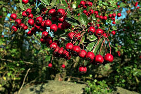 We did not find results for: Red Berry Berries Red Berries Bush Tree Leaves Green Close Ripe Pikist