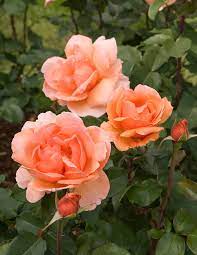 Check spelling or type a new query. The Most Fragrant Roses For Your Garden Better Homes Gardens