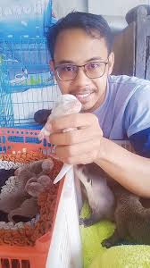Mau Adopsi Otter ? Nih Ada Otter Jumbo Body Besar Gigi Kecil