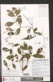 Image result for Secamone brevipes