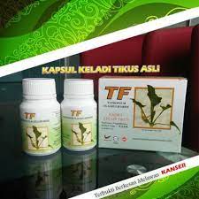 Atau lebih dikenal dengan istilah: Keladi Tikus Tf Rawat Kanser Dan Ketumbuhan Shopee Malaysia