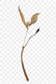 Dried Lily Flower Design Element Free Image By Rawpixel Com Teddy In 2021 Lily Flower Design Element Flower Designs