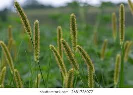 Image result for Setaria pumila