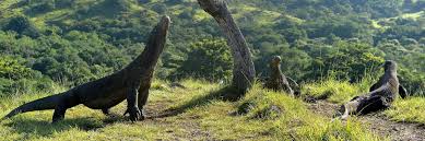 — launching point for komodo island and diving and snorkeling. Indonesia S Flores And Komodo Travel Guide Audley Travel