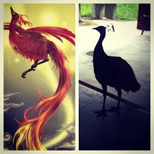 Phoenix bird is said to live for several hundred or even for a thousand years before it bursts into flames and dies, and is reborn from its ashes. Untitled Real Suzaku Suzaku Godbird Phoenix
