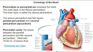 Image result for Pericardium
