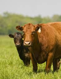 Alabama Cattle Cow Pictures Beef Cow Cow Calf