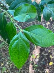 Image result for Strychnos mellodora