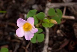 Image result for Oxalis obliquifolia
