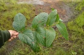 Image result for Bertiera