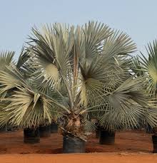 Image result for Lophacme parva