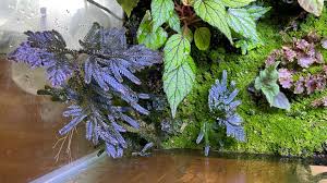Image result for Selaginella dregei