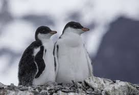Birds That Look Like Penguins But Aren T Aren T These Gentoo Penguin Chicks Adorable Picture By Sara Jenner Penguins Gentoo Penguin Cute Penguins