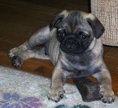 Pug Dog Breed Information And Pictures