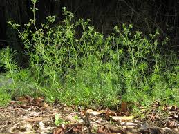 Image result for Apium leptophyllum