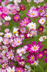 Pinkblumen Yuuichi Akimoto Cosmos Flowers Beautiful Flowers Flowers Nature