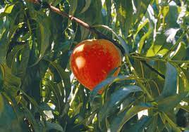 We did not find results for: Fall Is Time To Plant Fruit Trees In La