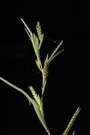 Image result for Hackelochloa