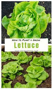 How To Plant Grow Lettuce Growing Lettuce Growing Vegetables In Pots Growing Vegetables