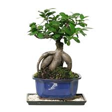 Brussel S Bonsai Gensing Grafted Ficus Indoor Ct 7012gmf Bonsai Bonsais Jardineria