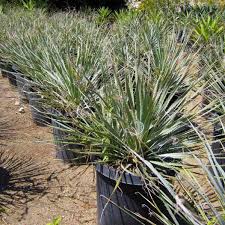 Image result for Sphaeranthus chandleri