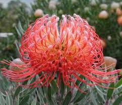 Image result for Leucospermum