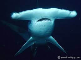 Check spelling or type a new query. The Shark Gallery Shark Facts And Information Including Prehistoric Sharks And Fossil Shark Teeth Fossilguy Com