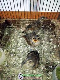 08/03/2009 pukul 09:06 om kicau burung branjangan. Morgede Bf Klaten Sukses Budidayakan Murai Batu Dan Branjangan Om Kicau