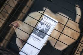Check spelling or type a new query. Everyone Wants A Rescue Dog Not Everyone Can Have One The New York Times