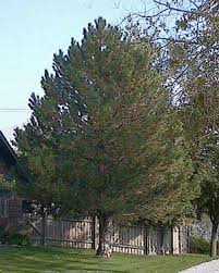 5 to 10 long, in tufts toward the ends of branches; Natural Needle Drop Backyard Farmer Nebraska