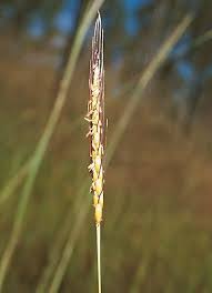 Image result for Ischaemum afrum