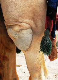 The average life expectancy of a camel is 40 to 50 years. Camel Knees Braman S Wanderings