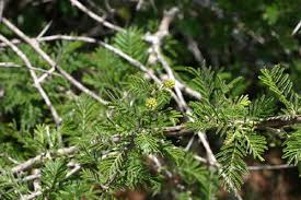 Image result for Acacia luederitzii