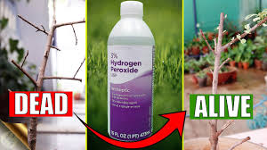 Borax, borax and hydrogen peroxide and borax, hydrogen peroxide for how to get rid of mites. How To Correctly Use Hydrogen Peroxide In Your Garden Youtube