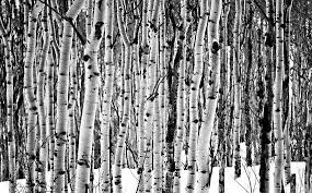 Black And White Aspen Tree Pictures Beautiful Snowy Aspen Trees Black And White Photograph 16 X 24 Metallic Print Winter Scen Aspen Trees Black And White Landscape Black And White Photographs