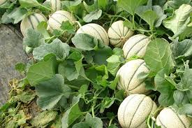 Image result for طالبی
