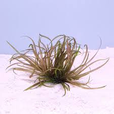 Image result for Blyxa