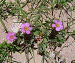 Image result for Oxalis anthelmintica