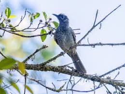 Image result for Pyrenacantha kirkii