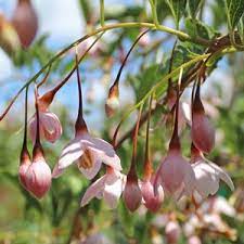 Maybe you would like to learn more about one of these? Marley S Pink Weeping Japanese Snowbell Buy Online Best Prices